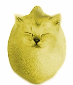 lemoncat.gif